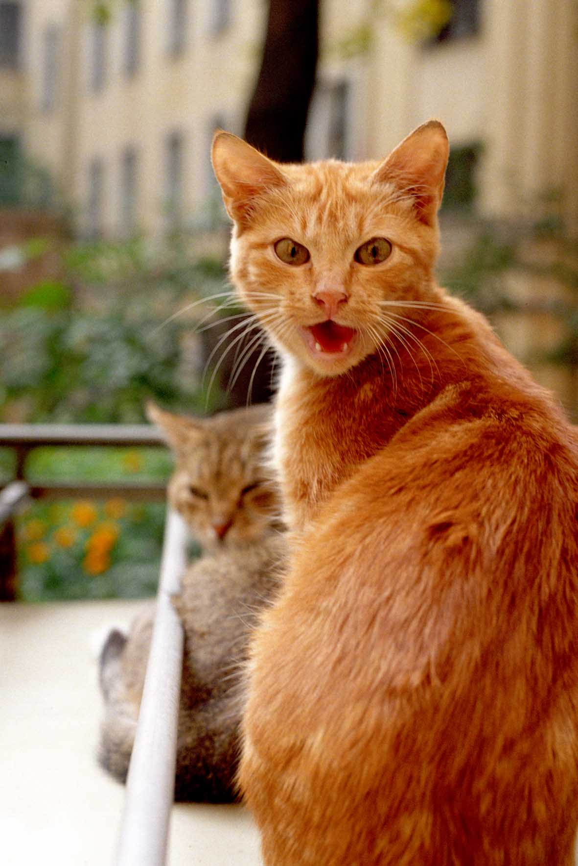 \"Чё нада?\" кошки