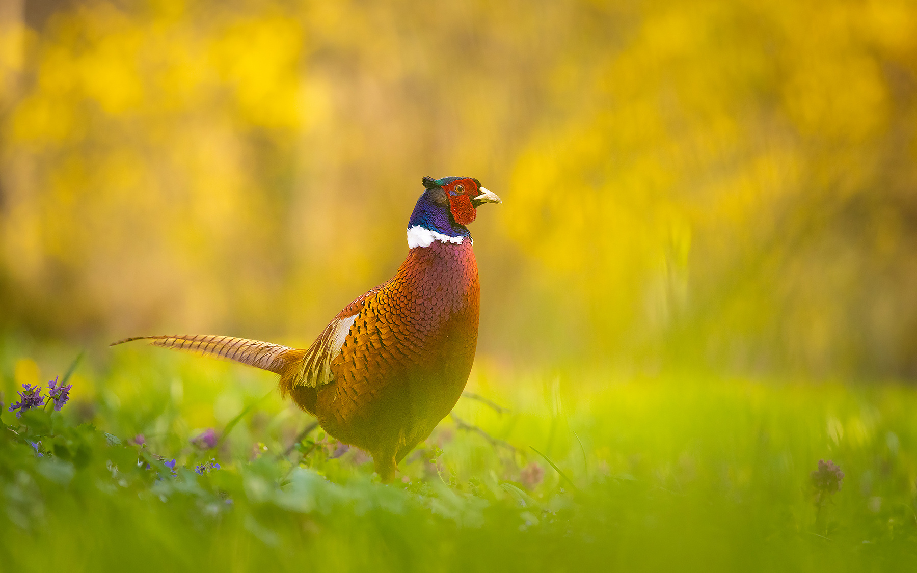Pheasant 
