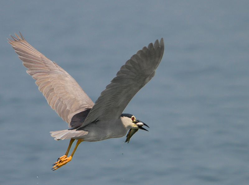 Поймал, теперь бежим подальше :) Кваква (Nycticorax nycticorax)