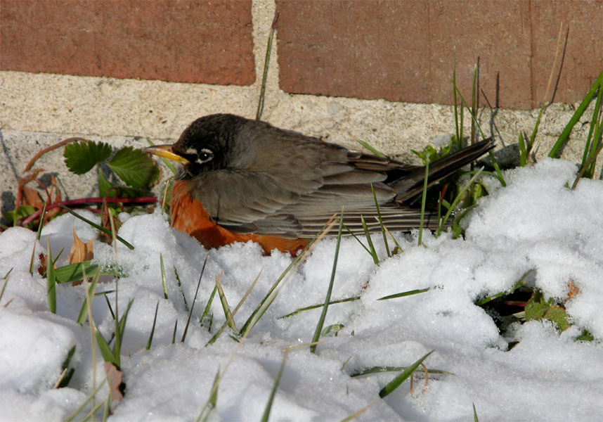 Я возле вашей стеночки погреюсь... Снег, мороз, robin (малиновка)