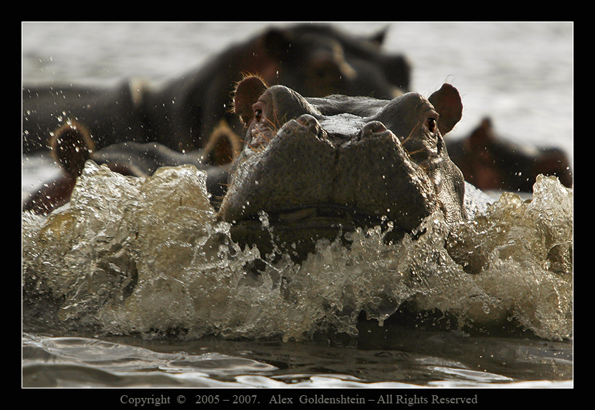 Сердитый Бегe. Африке, Кения, озеро-Накуру, Бегемот, гиппопотам (Hippopotamus amphibius) ярость
