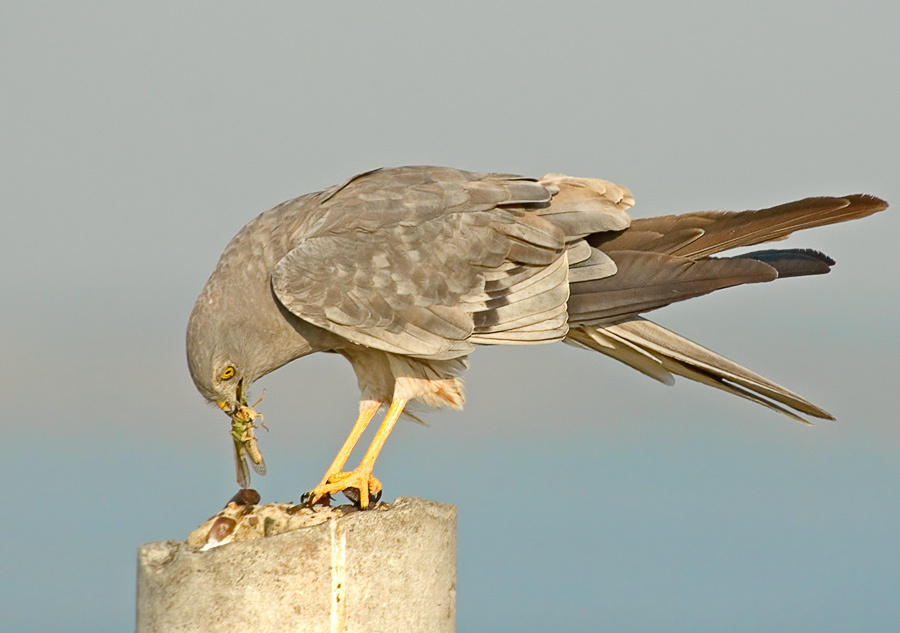 Терзающий Луговой лунь, Montagu’s Harrier, Circus pygargus.