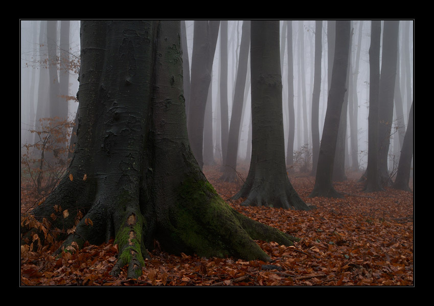 Mystic Wood 