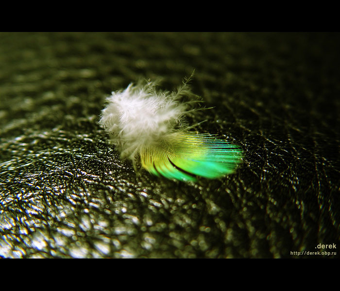 Feather on a Leather перо кожа