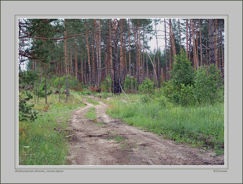 Дорога лето, дорога лес, трава