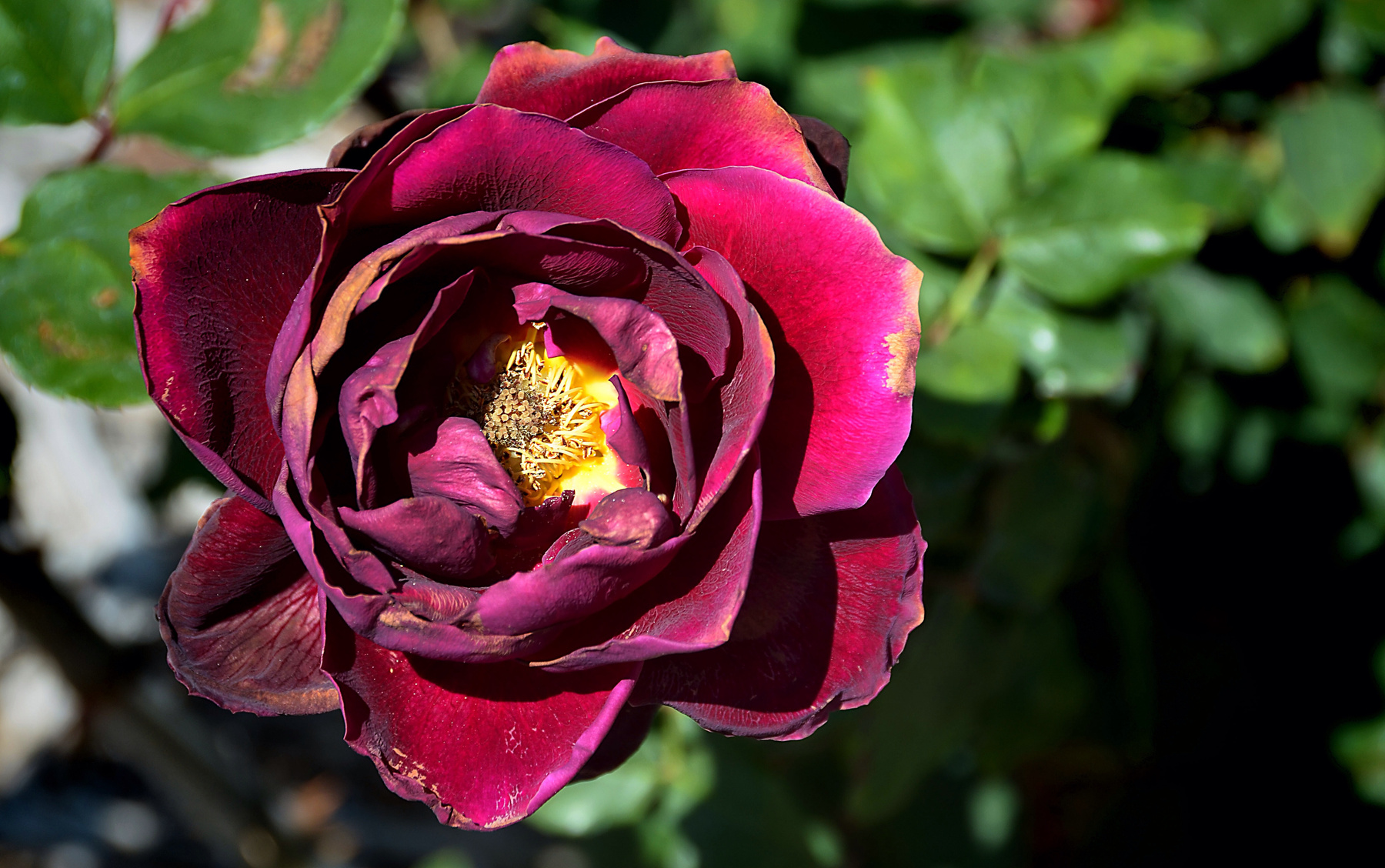 Red, Red  Rose 