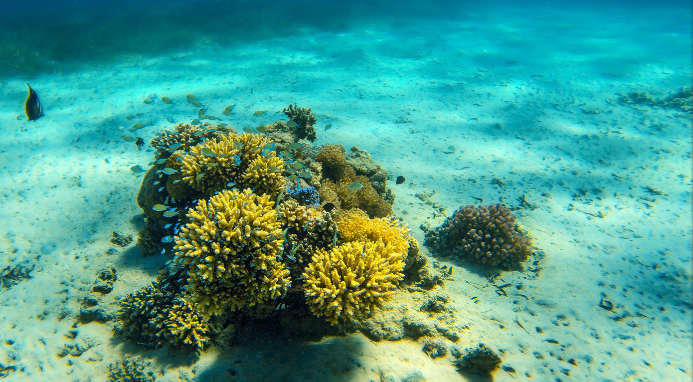 Подводный мир красного моря. Подводный мир