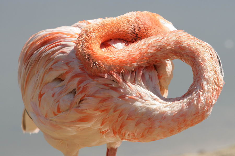 Фламингобакс фламинго