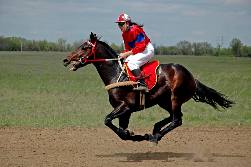 Полет Скачки Лошади Спорт