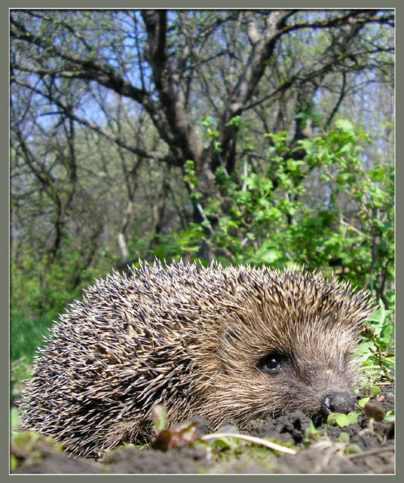 Мышей не видали? hedgehog ёж еж ёжик ежик