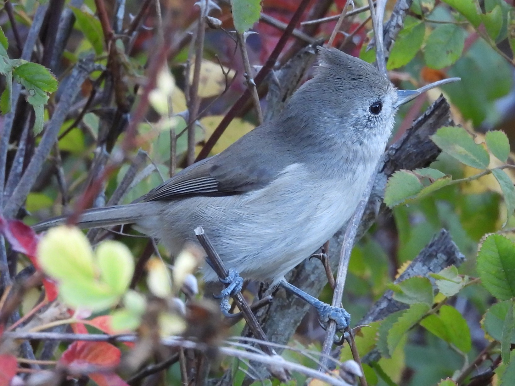 Oak Titmouse on poison oak Пепельная синица куст любопытство