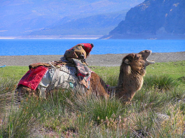 Camel верблюд озеро турция