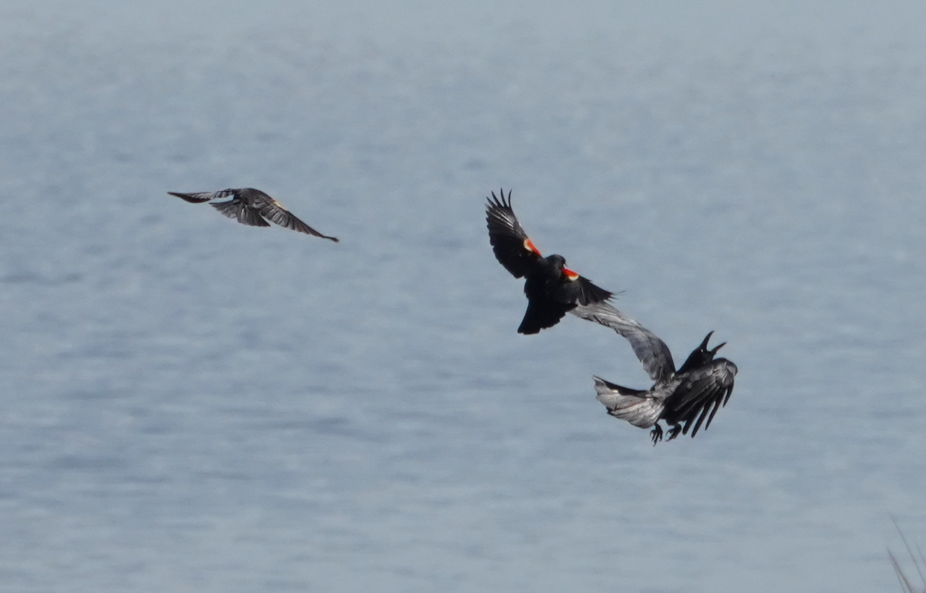 Изгнание врага красноплечий трупиал red-winged blackbird ворон