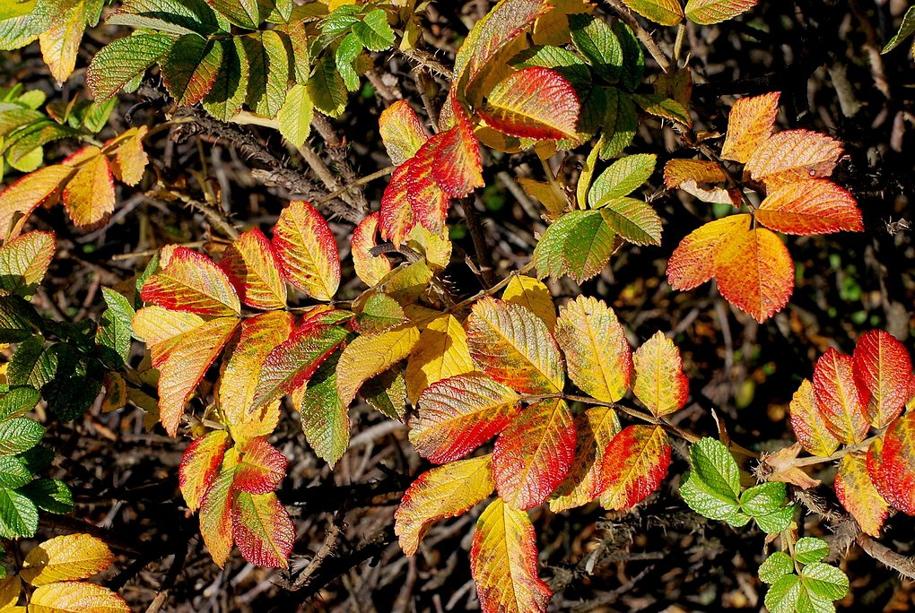 Folia Rosae leaf nature