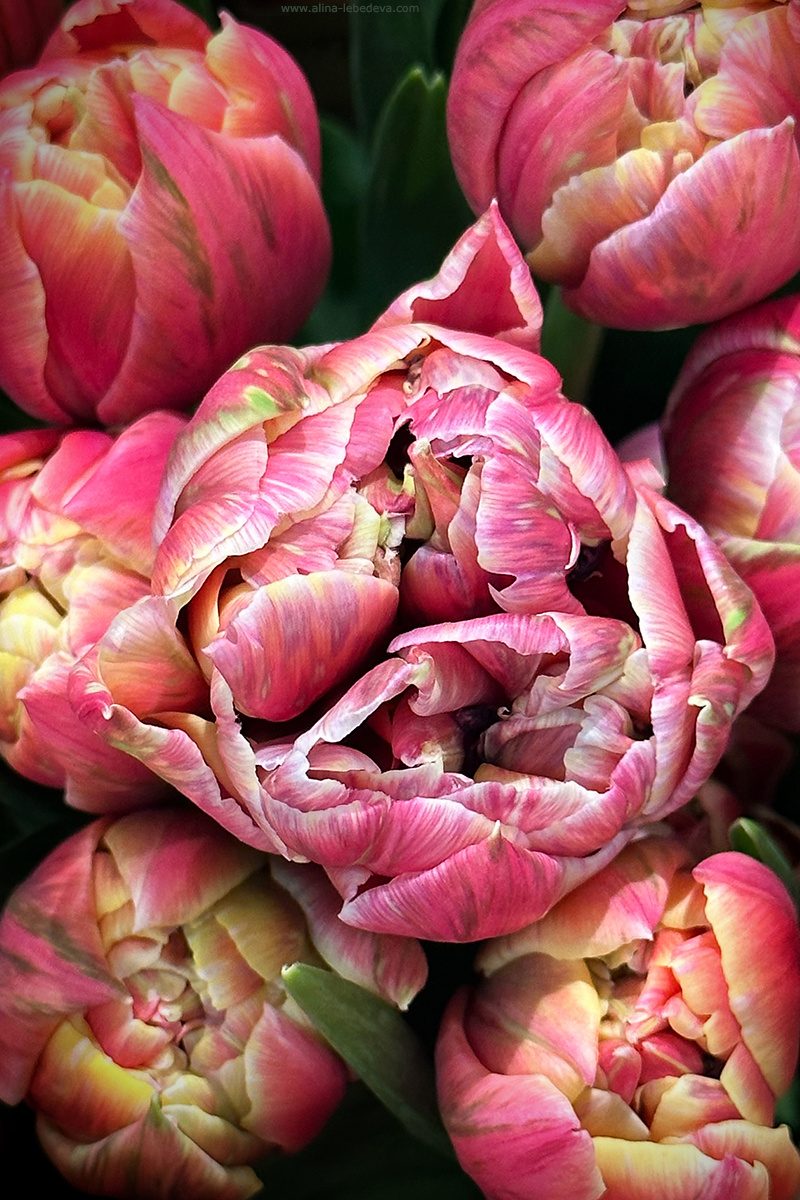 Tulips 