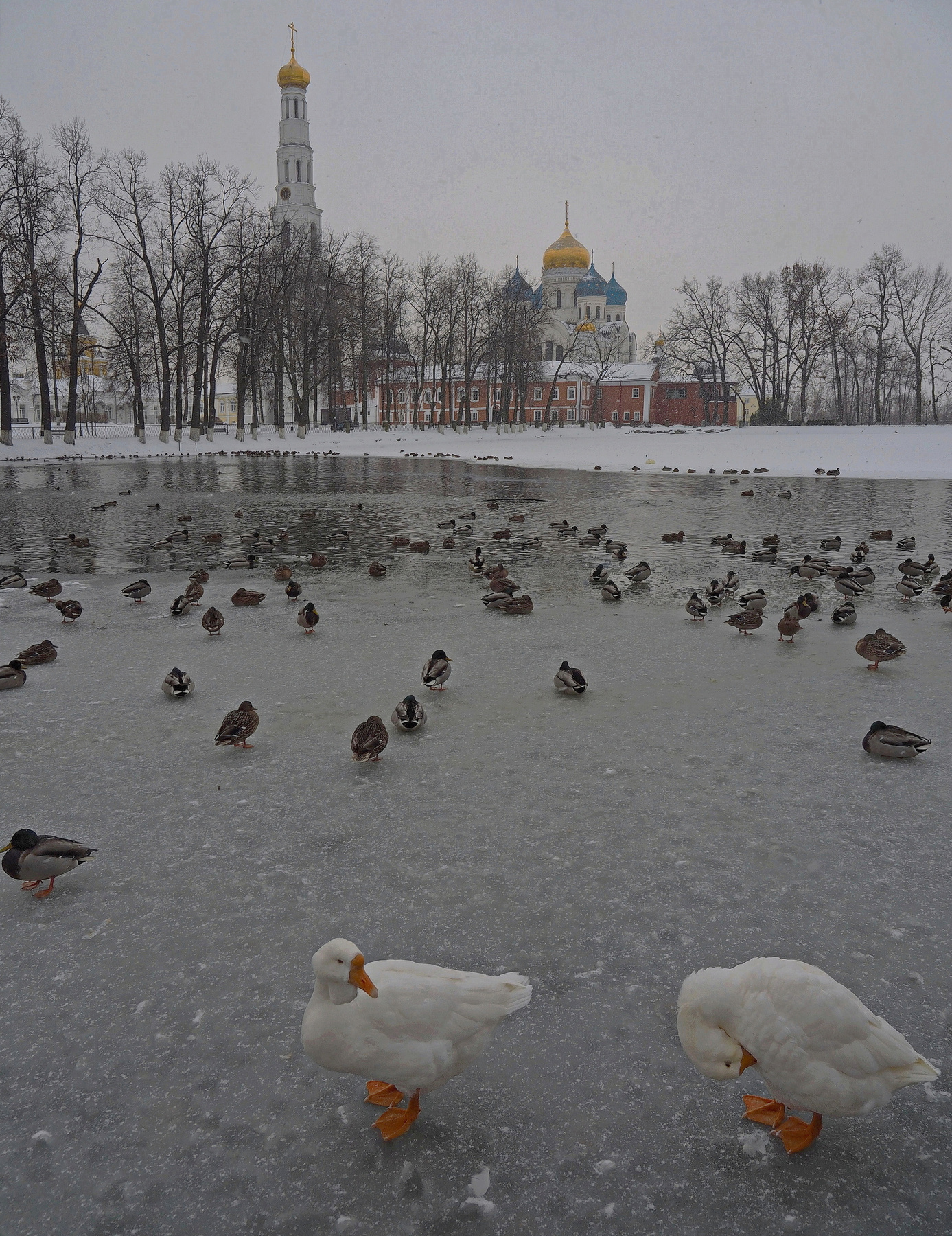Зимовка 