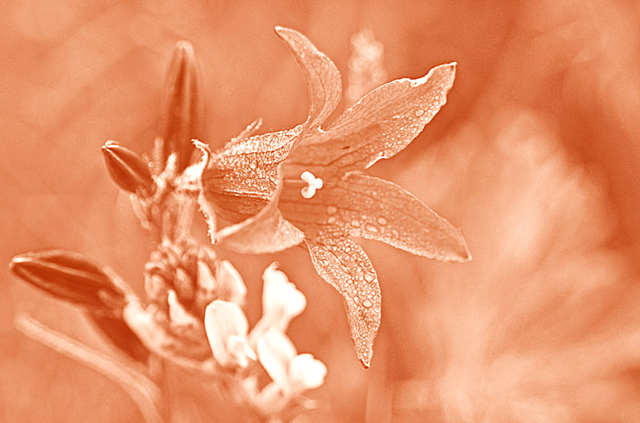 Campanula Колокольчик