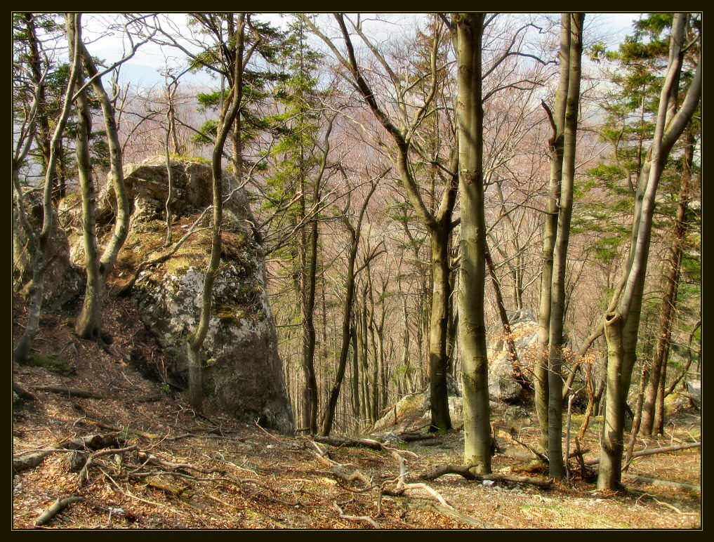 В весеннем лесу 