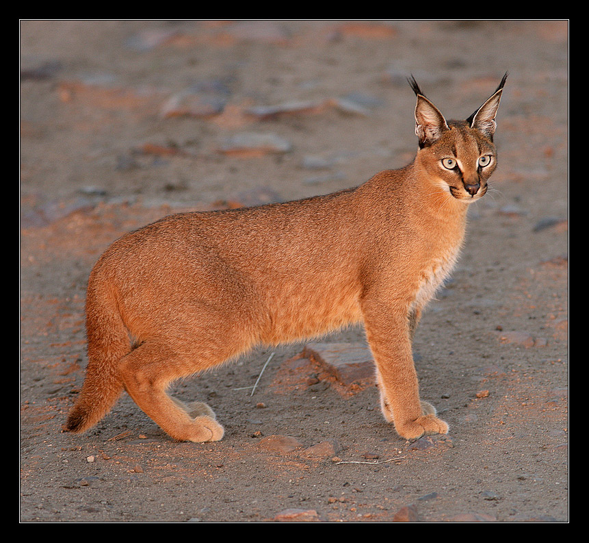 Caracal 