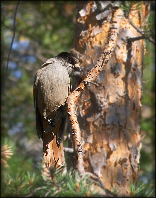 Кукша удивленная птицы Кукша Perisoreus infastus, Siberian Jay