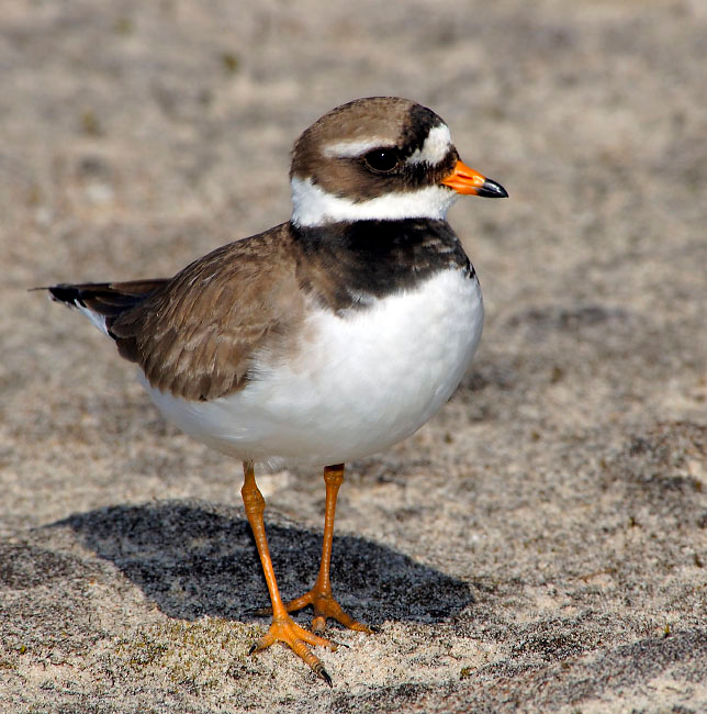 Первый парень на деревне. Галстучник, Charadrius hiaticula, Ringed Plover, Tobseda, Barents Sea, Arctic