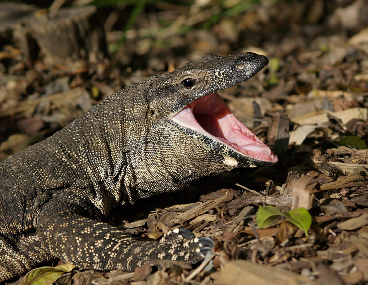 Зевающий монитор Варан, Goana, Lace Monitor, Varanus varius