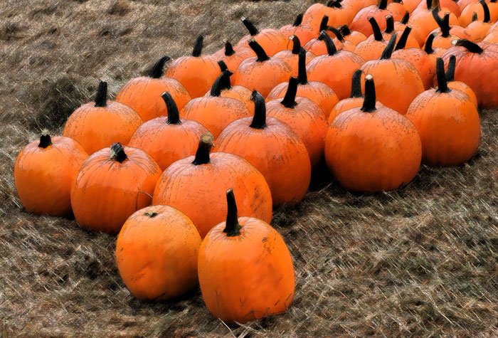 pumpkins 