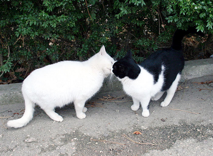 поцелуйчики поцелуи коты кошки