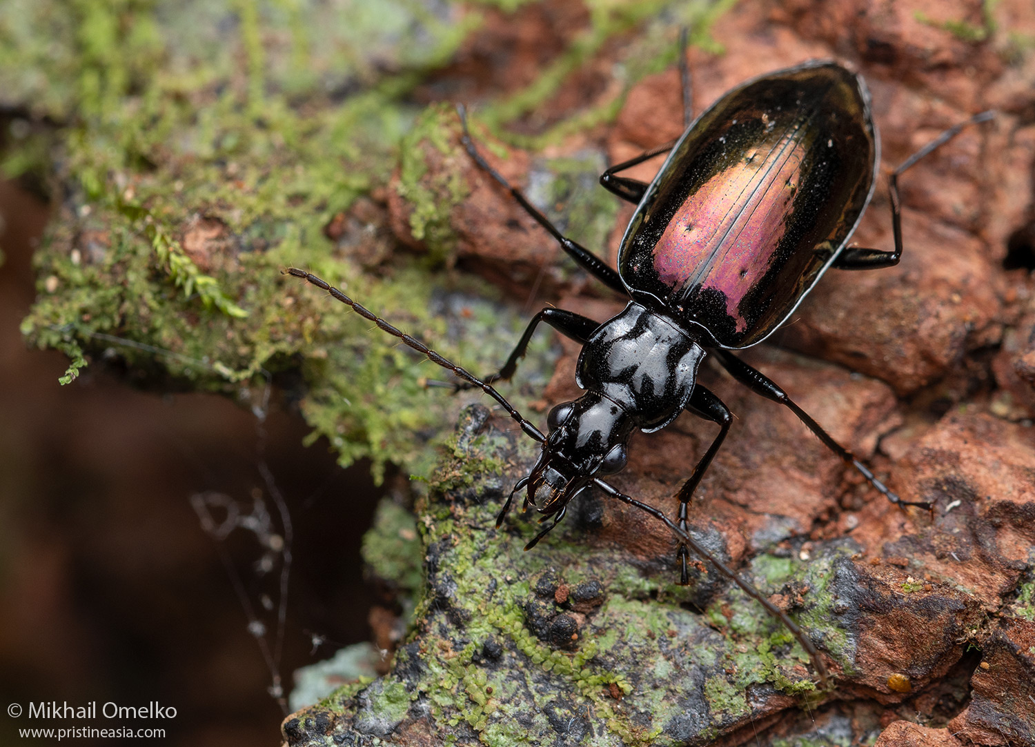 Жужелица Dyscolus sp. жук жужелица макро carabidae