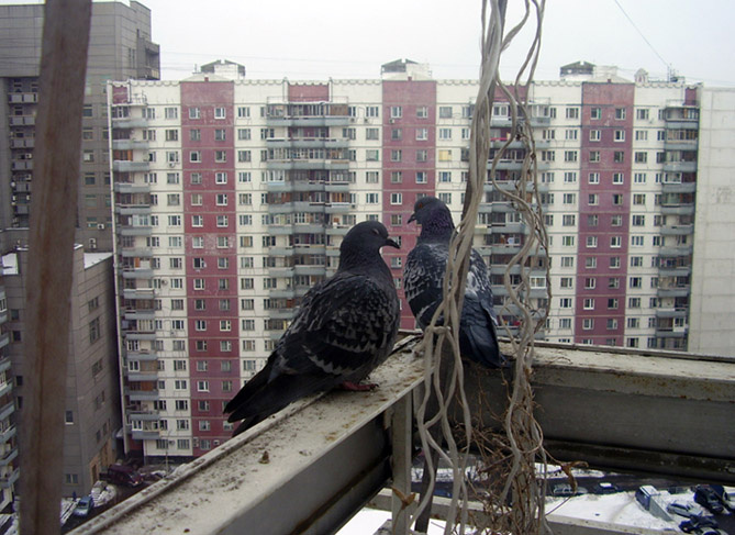 любовь и голуби 
