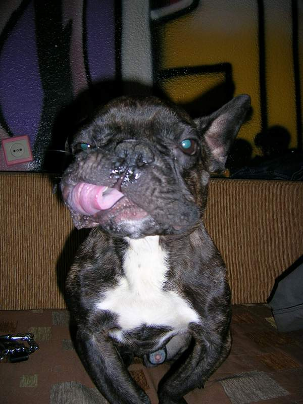Dog in da house licking his teeth in da mouth собака зубы язык животное