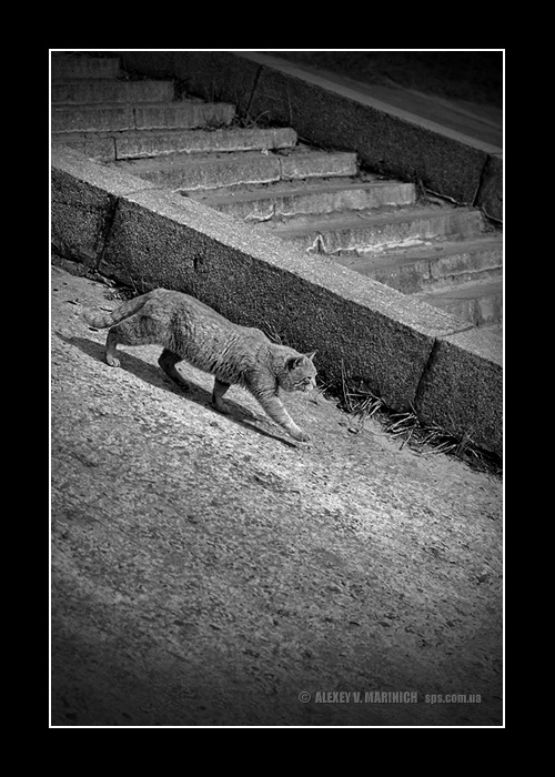 Кот, который гулял сам по себе 