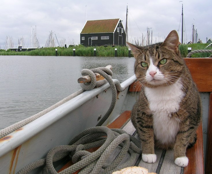Корабельная кошка кошка, море, лодка, Enkhuizen, Голландия