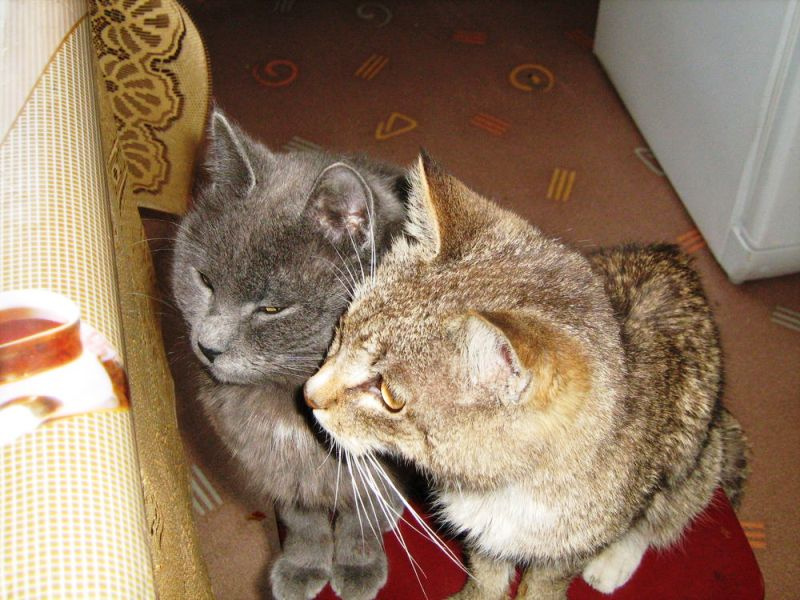Что сегодня на обед? коты