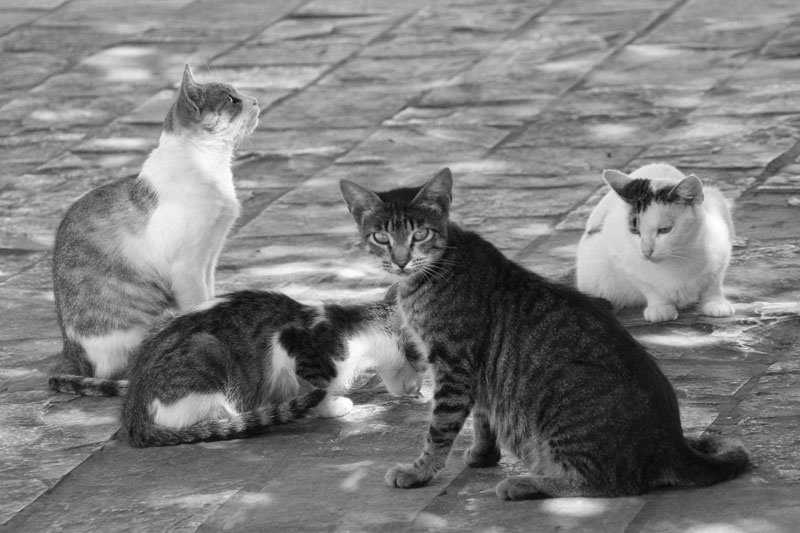Которовские коты кошки