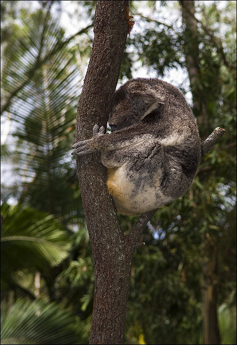 Не пить коала, австралия, koala, australia, сумчатый, эвкалипт, не пить