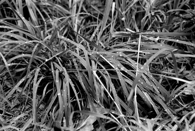 Morning dew Роса, трава, парк, утро
