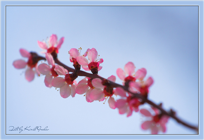 Simple words of spring spring весна цветы