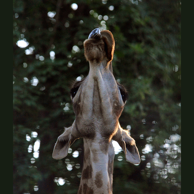 Поймать последний луч заката... жираф Giraffa camelopardalis