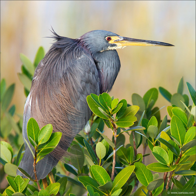 Дракула трёхцветная, цапля, tricolored, heron, Florida, US