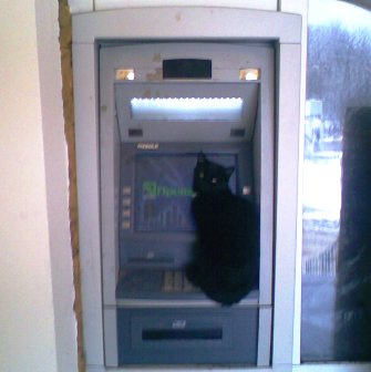 Банкокот банкомат кот