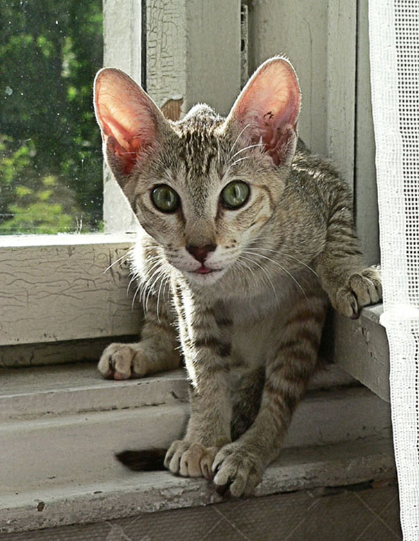 вот такая я лопоухая кошка