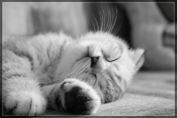 Сон котенок вислоухий спит