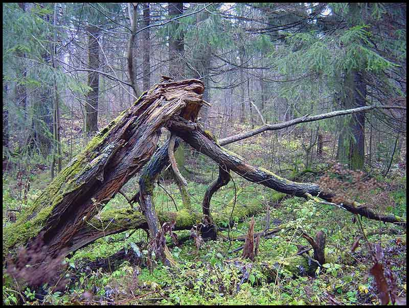 Кикимора таежный лес