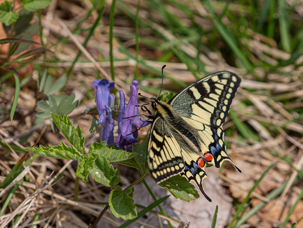 Первый махаон papilio machaon хохлатка апрель Владивосток пригород