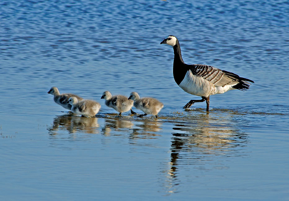 На прогулке Белощекая казарка, Branta leucopsis, Barnacle Goose, Tobseda, Barents Sea, Arctic