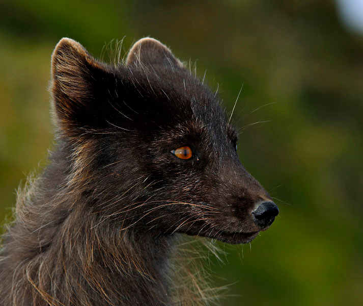 Портрет супервайзора Песец, Alopex lagopus, Остров Св. Георгия, о-ва Прибылова, Arctic Fox, St. George Island, the Pribilofs, Bering Sea, Alaska