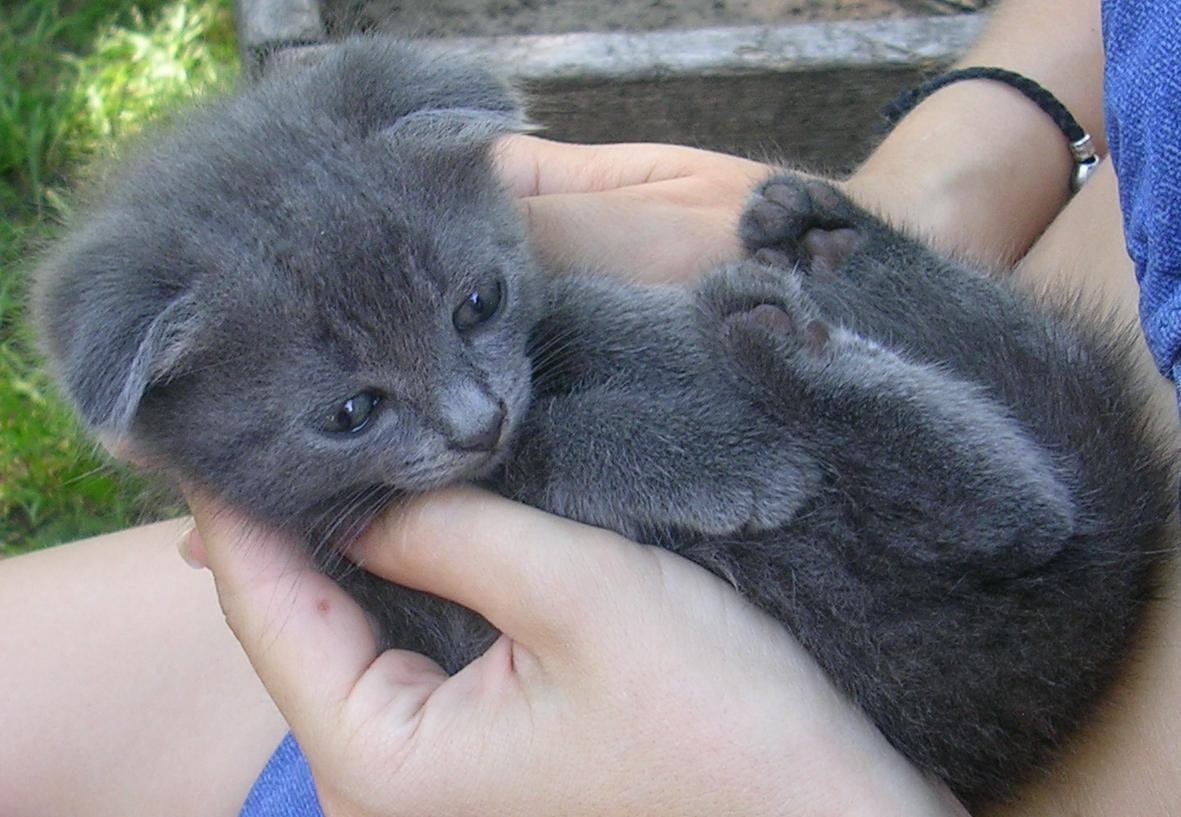 лапушечка киска кот