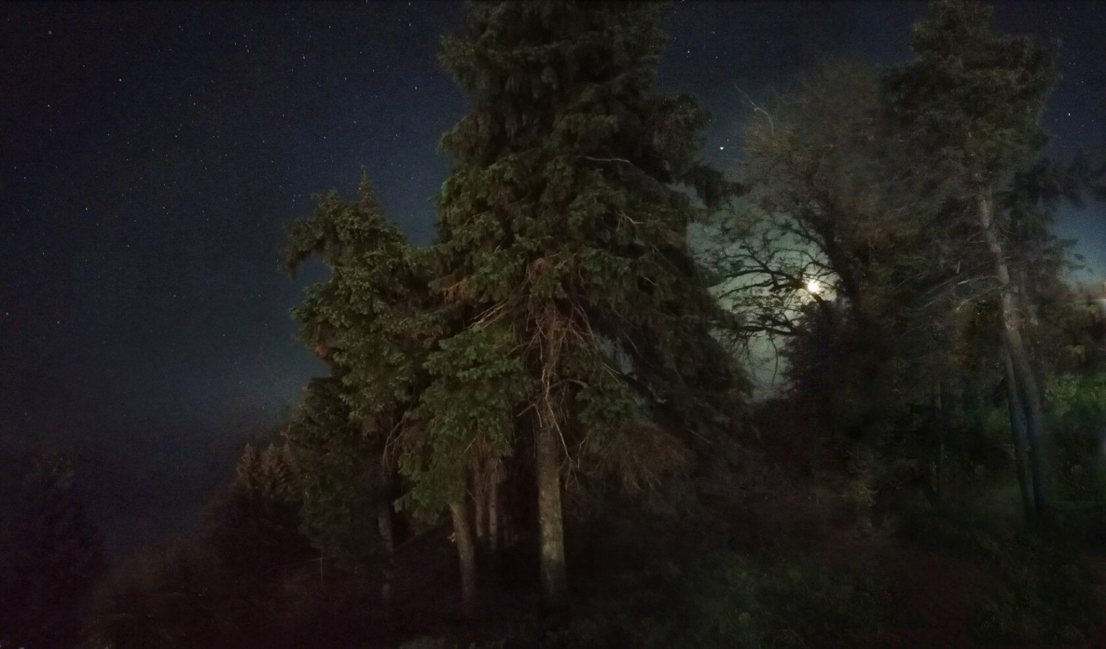 СОСНЫ 