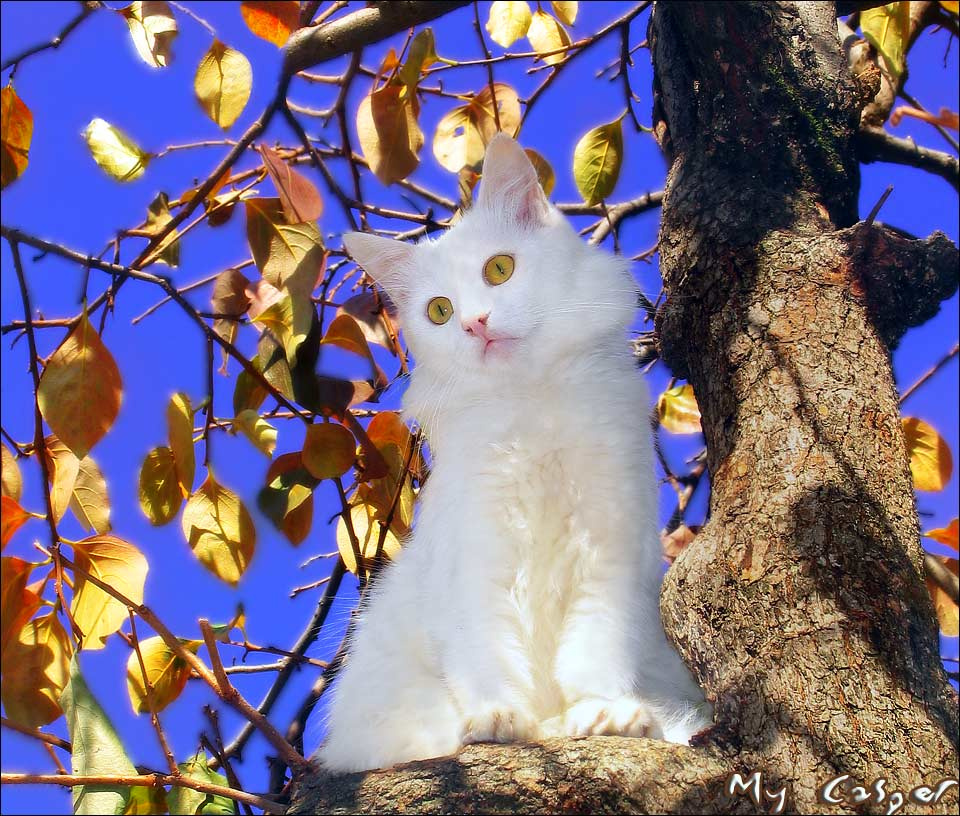 About little ghost Casper living on trees котик кот котёнок котёночек привидение ))